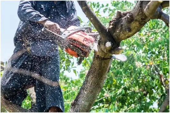 tree services Narrows